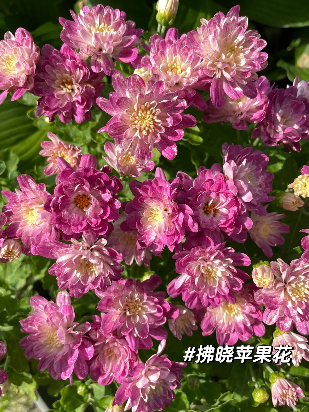【苹果花】球菊盆栽千头菊菊耐热花期长带花苞室内外好养