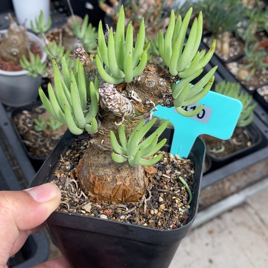 白象多肉植物一个多肉