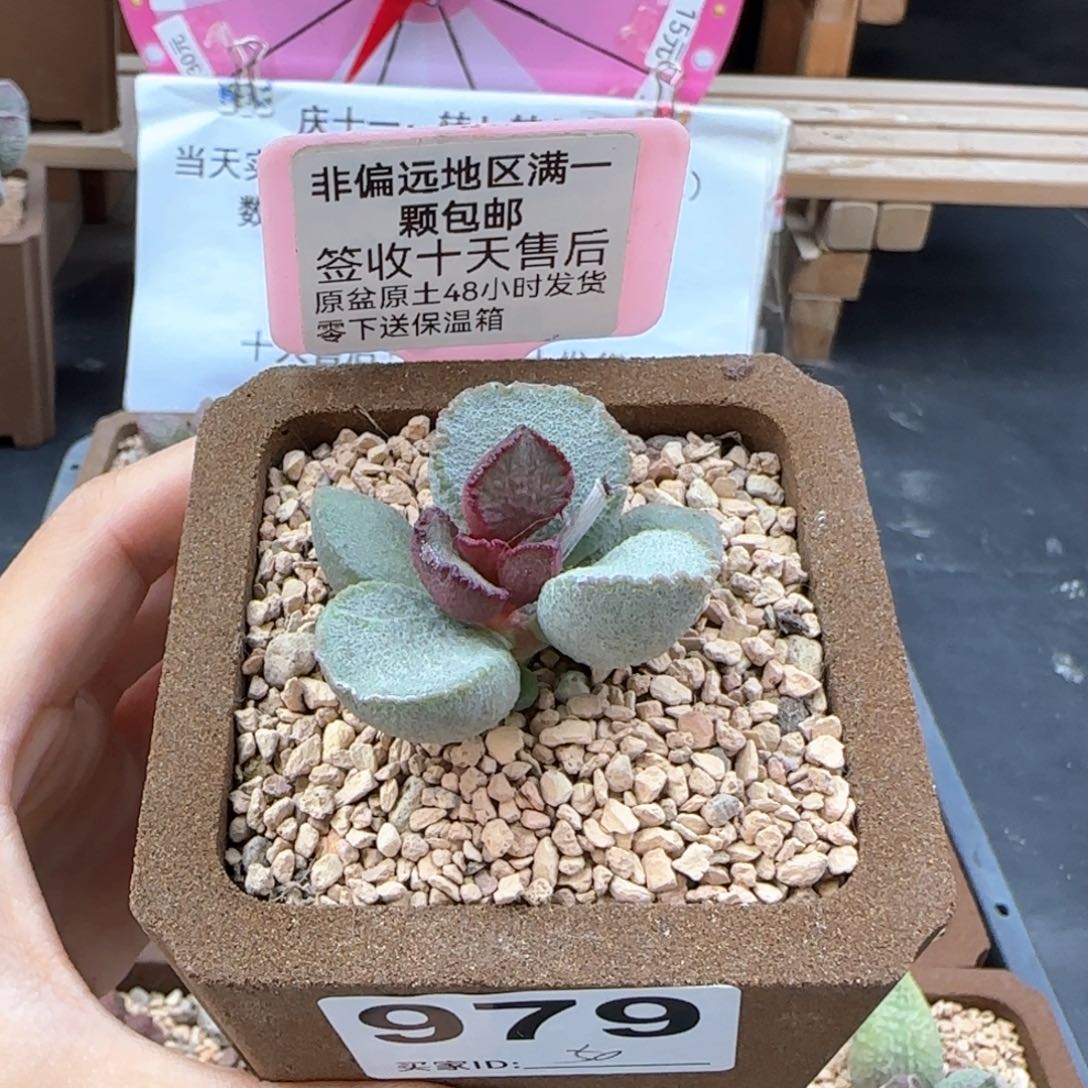 隔****?979洛神多肉植物