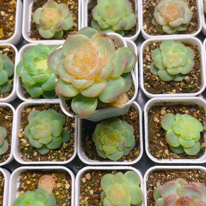 李*白T109 号甜心状态盆一个满25包邮