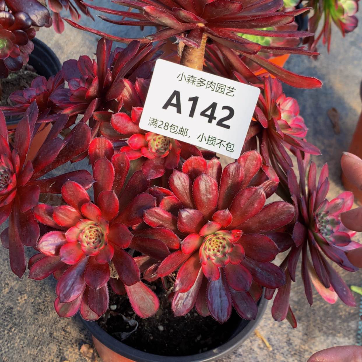 【闪购商品】142紫霞多肉