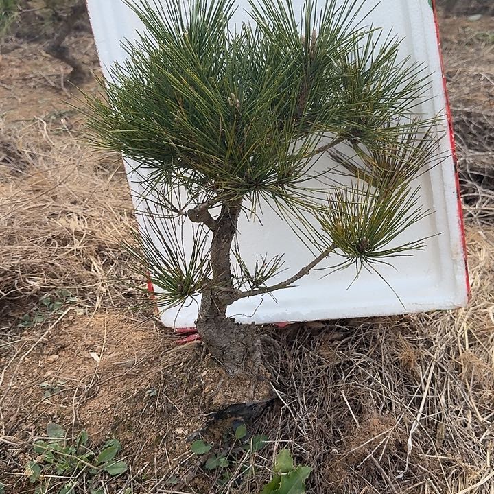 历***新无花朵盆栽植物黑松盆景