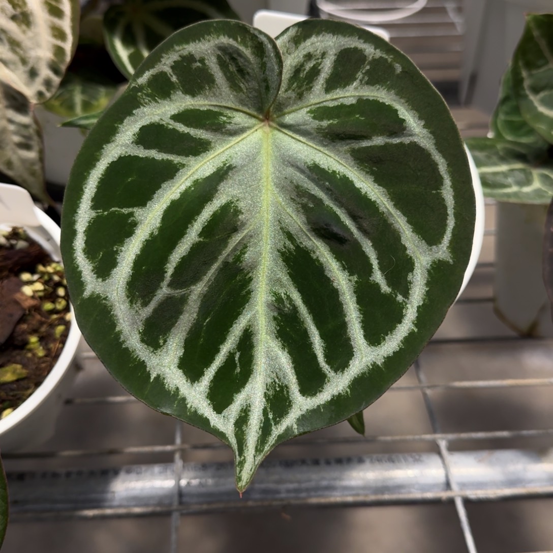 不开花植物Mbr x kos