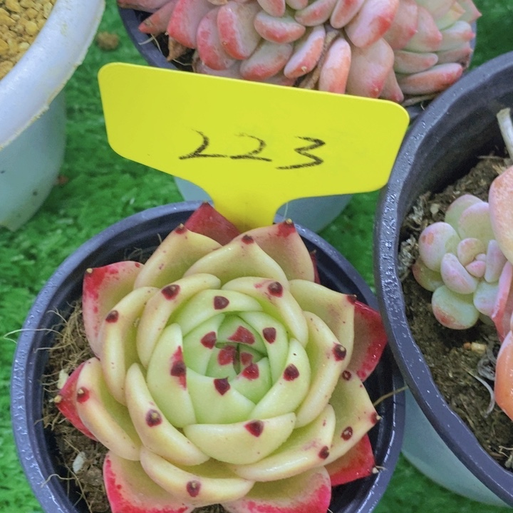 多肉植物，开心多肉