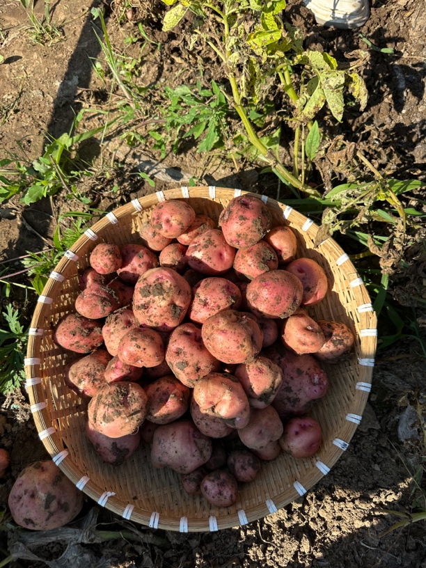 农家红皮小土豆8斤