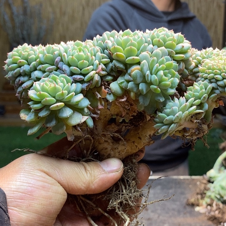 -***i429号白胖子多肉植物