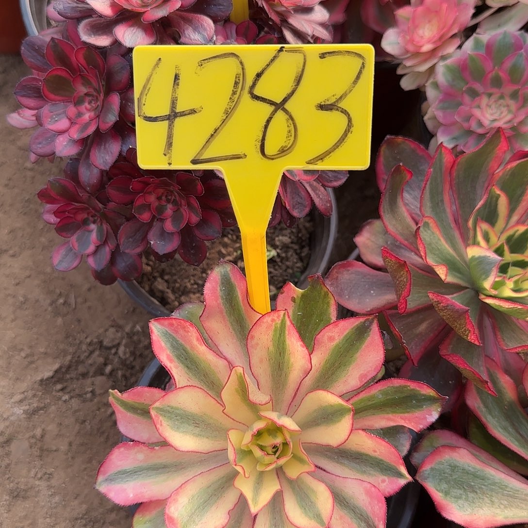 4283--魅影多肉植物