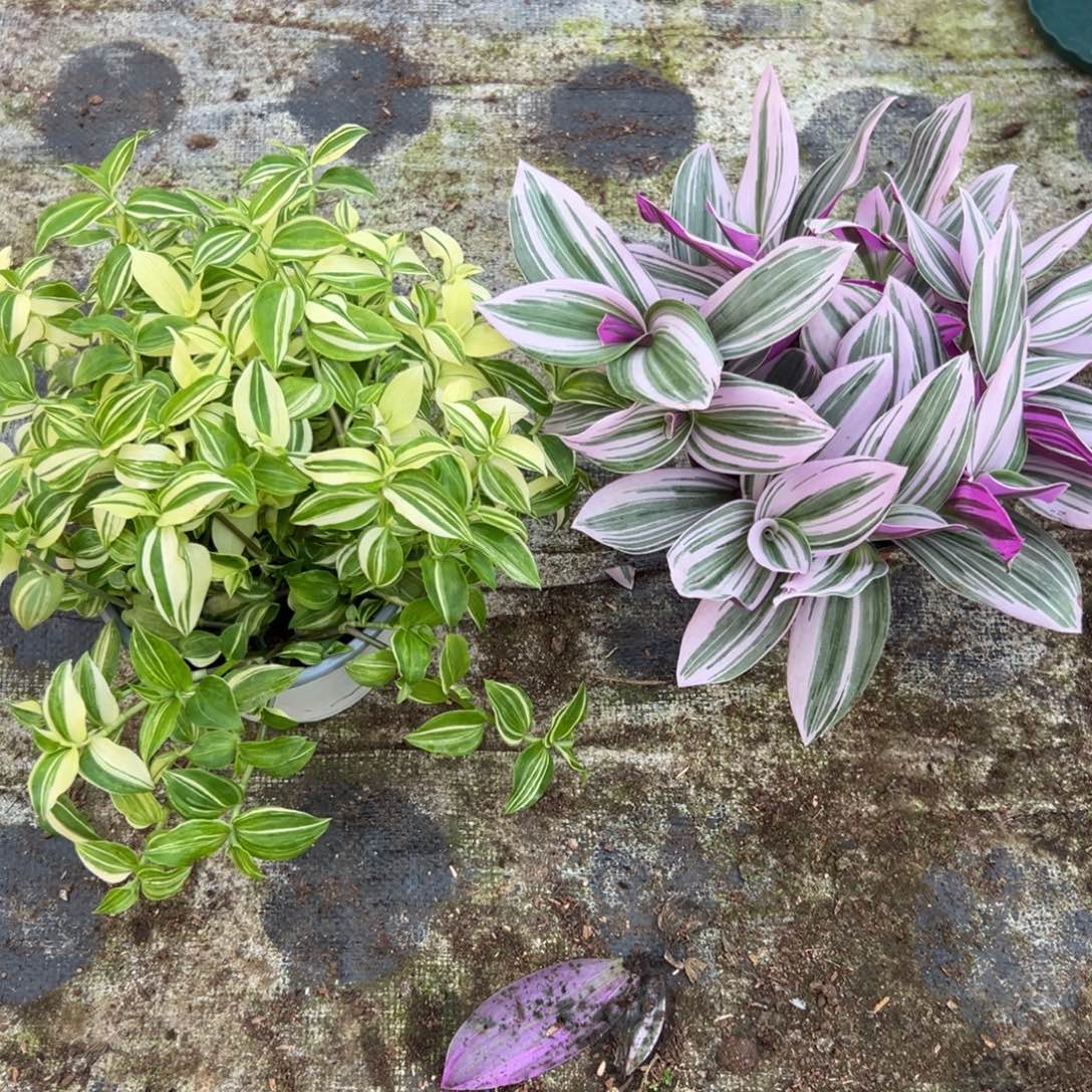 完全开放油画吊兰➕青白玉吊兰