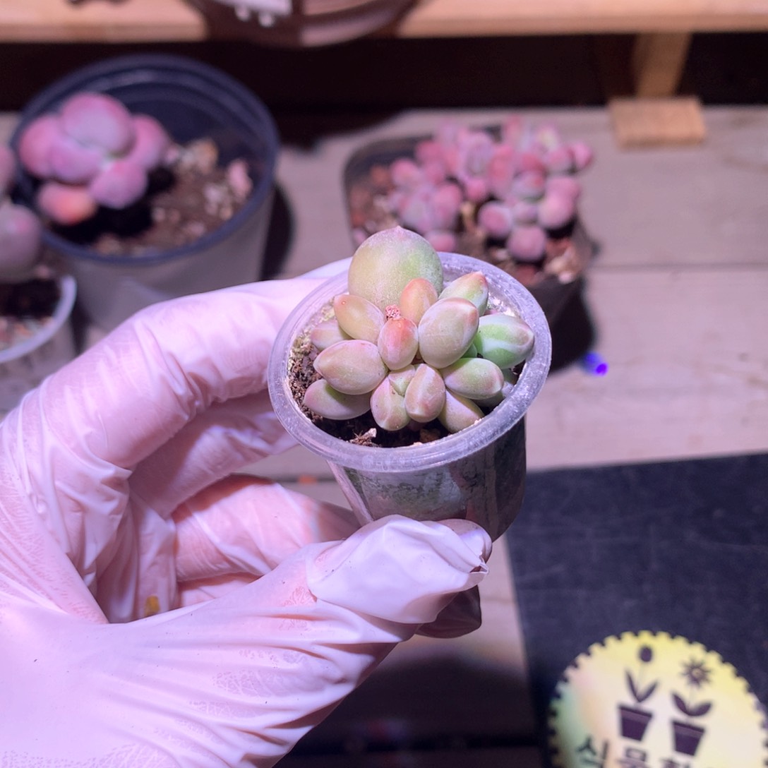 天空美人，奶酪多肉。