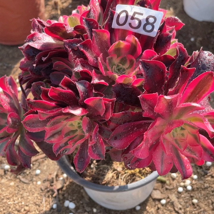 058多肉植物美杜莎有断枝