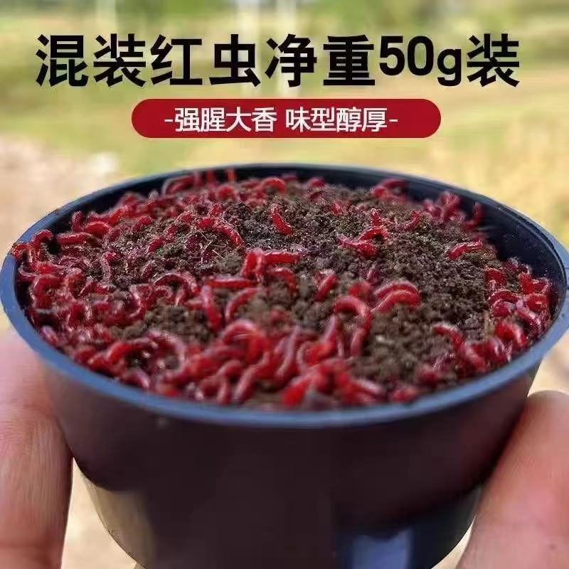 精品特大号红虫带营养土发货包邮包活包路损死虫包赔单钩穿刺使用