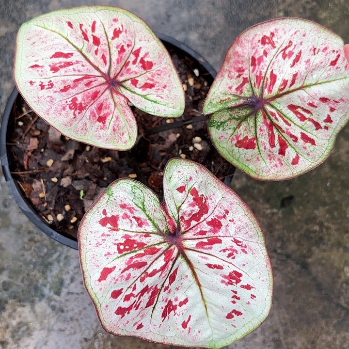 15-1212红琳达广东现货