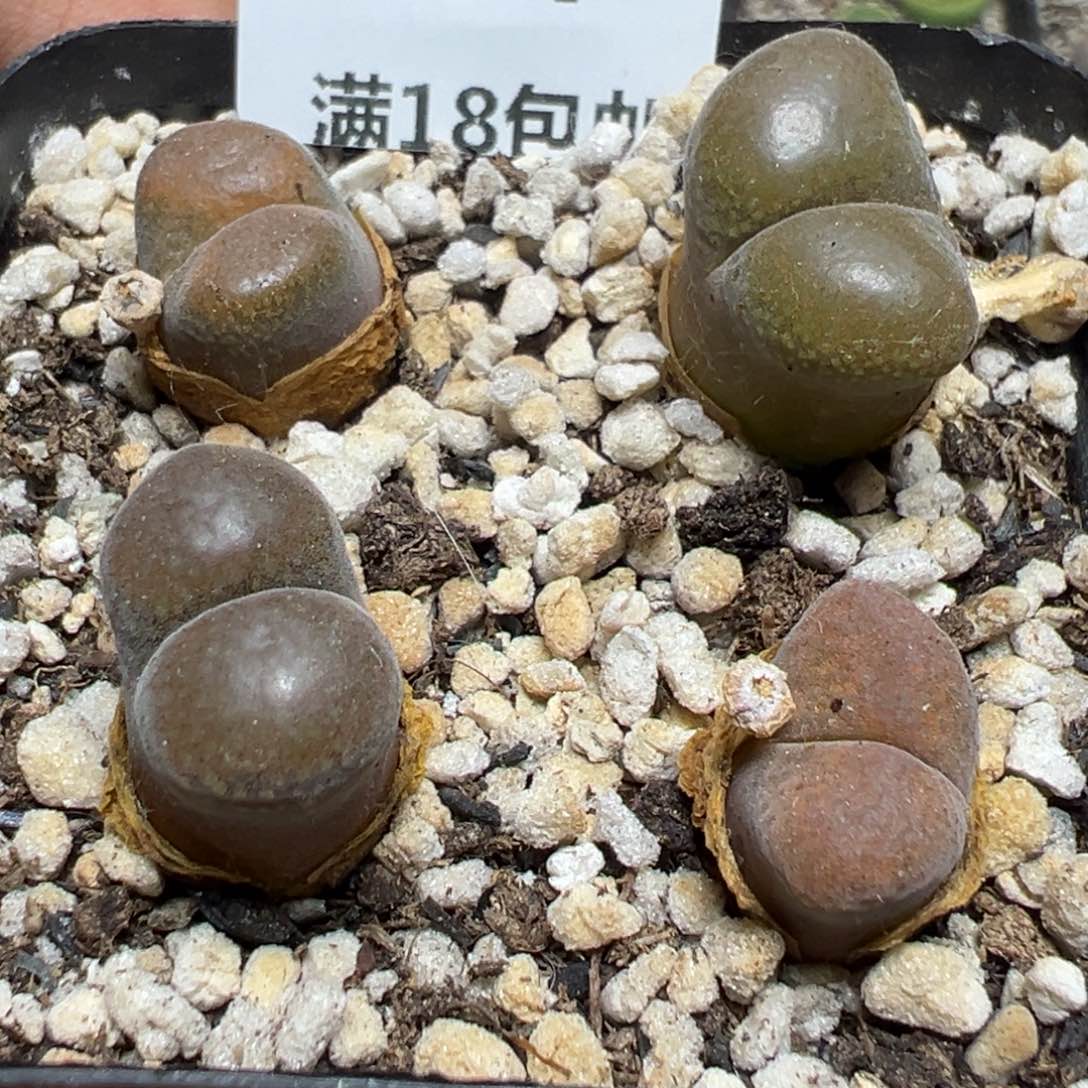 【闪购商品】 224。   