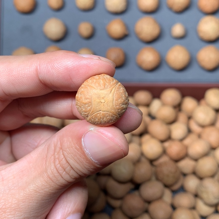 凤眼菩提吊坠超****白18mm尼泊尔麒麟眼单籽