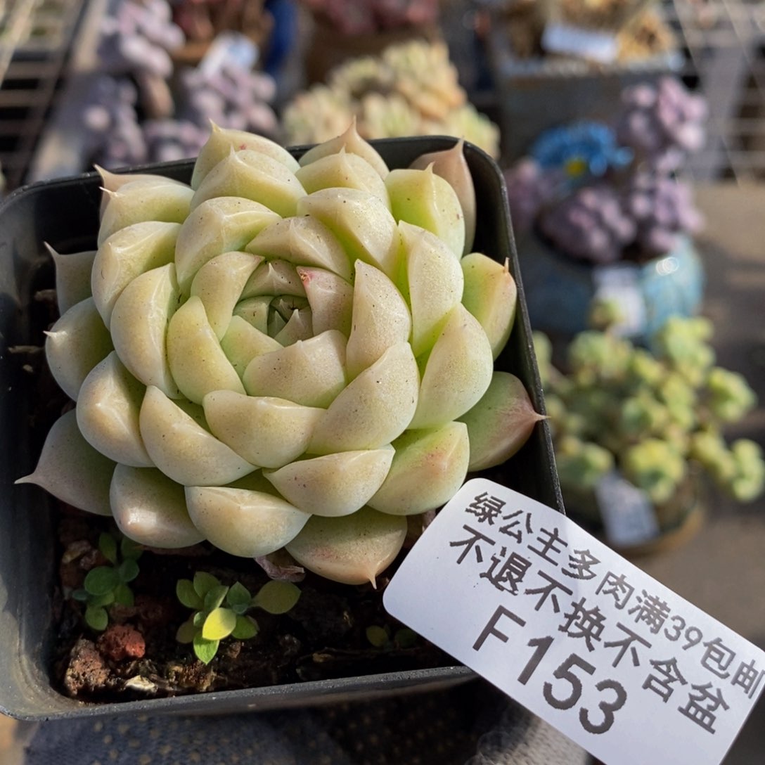 麦秆153/6cm多肉多肉