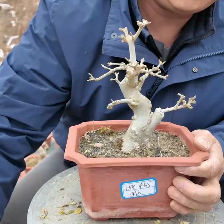 无花朵对节白蜡一盆