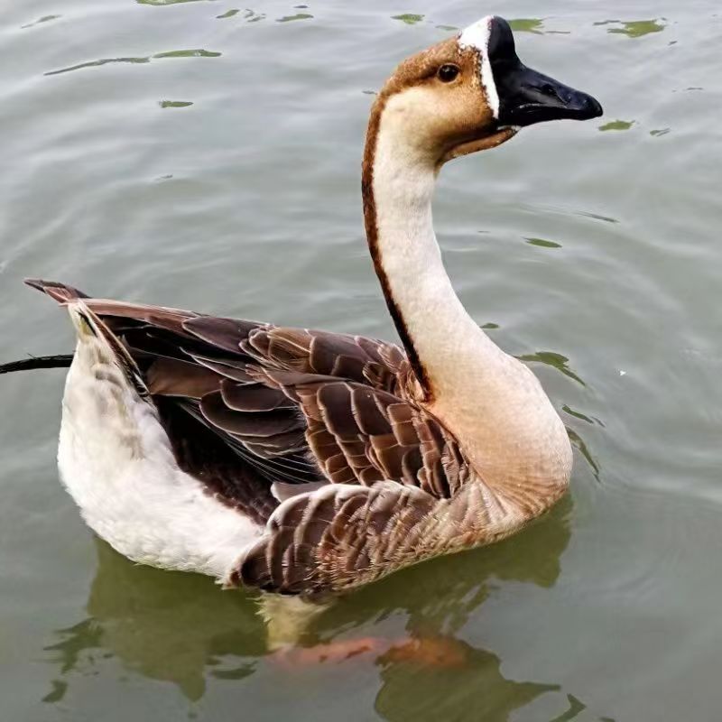 马岗鹅10只（顺丰活的包邮）