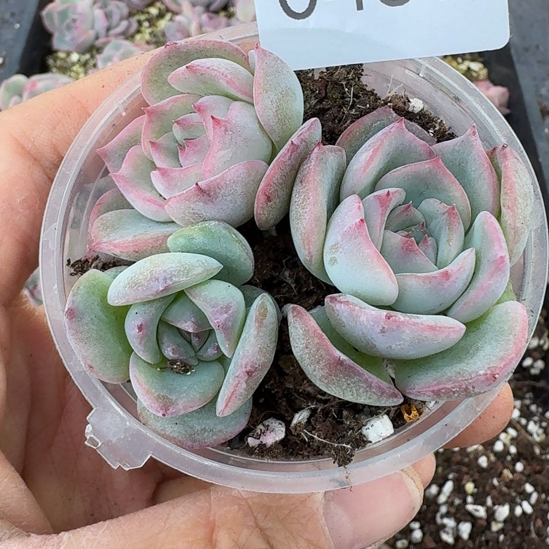 杂交新品珍妮多肉457