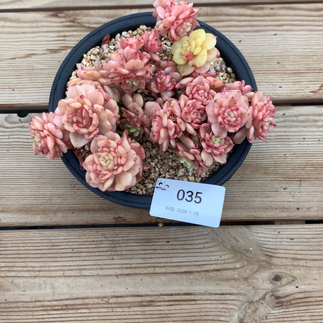 辣牡丹锦多肉2222