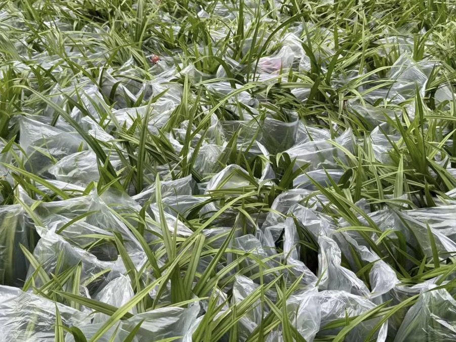 天下大同精品兰花