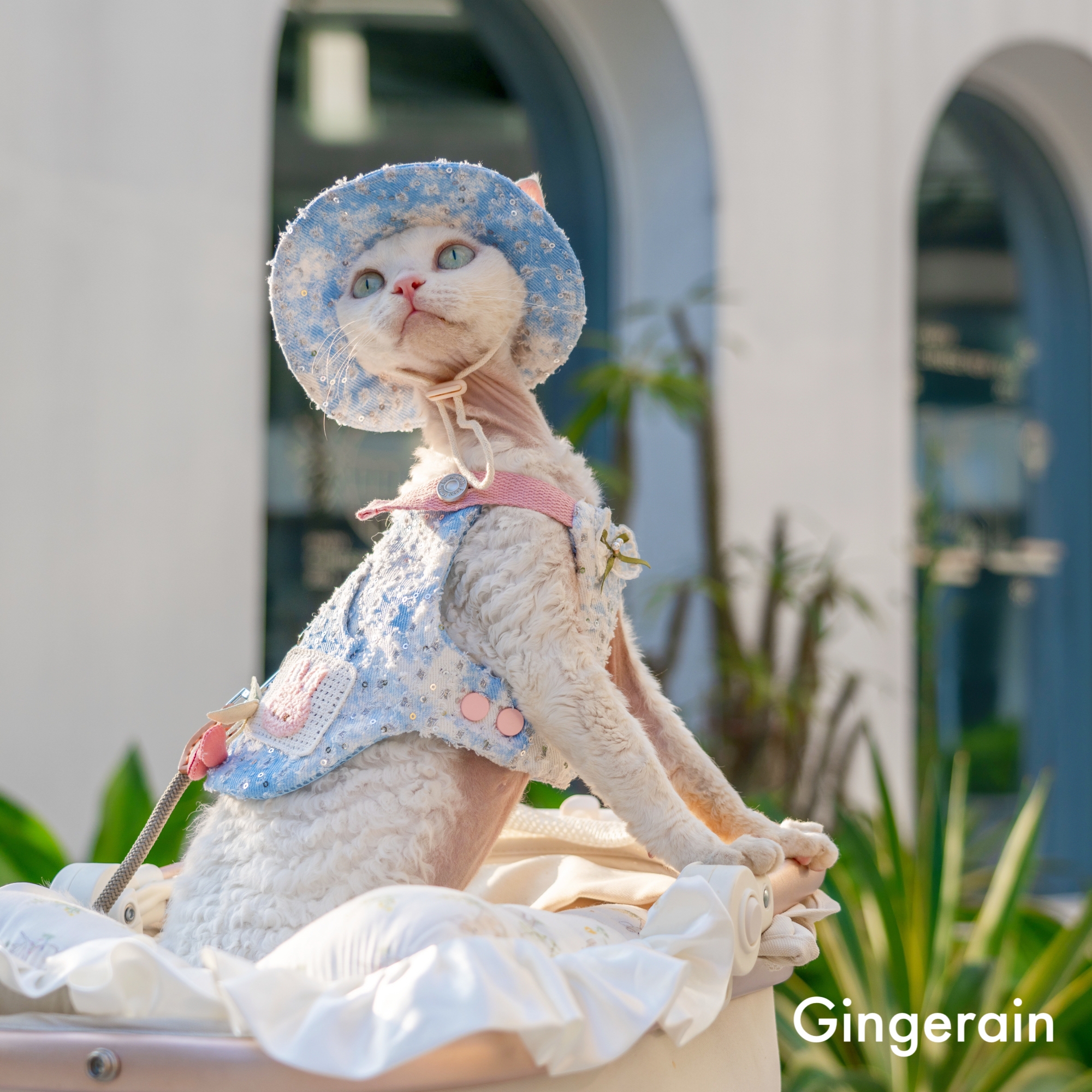 GINGERAIN  露营户外风牛仔遛猫胸背带牵引绳套装德文无毛猫背心