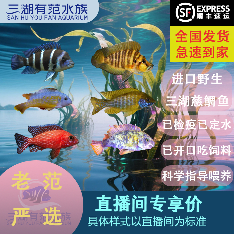 三湖慈鲷鱼鱼观赏鱼淡水鱼水草鲜活观赏鱼非洲原生态精品三湖有范