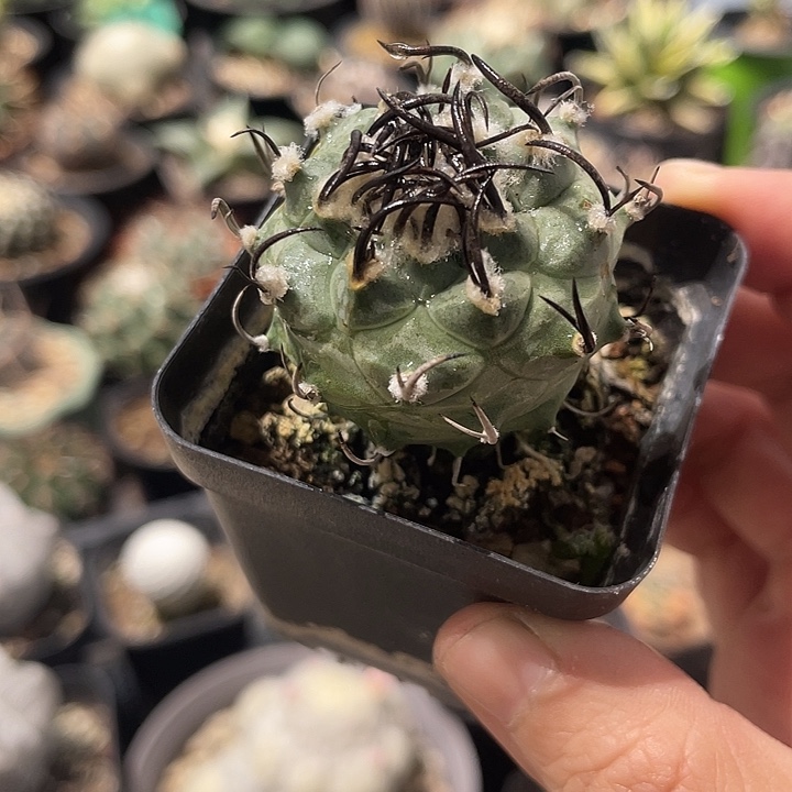 实生碳黑刺升云龙仙人球