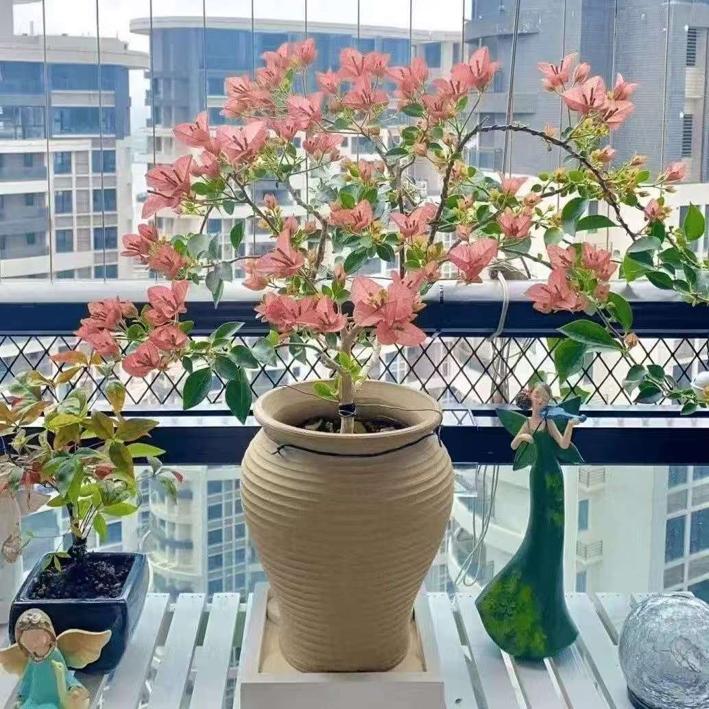 顺丰包邮【6卡亚塔】三角梅四季勤花庭院阳台爬藤盆栽易活花卉绿植