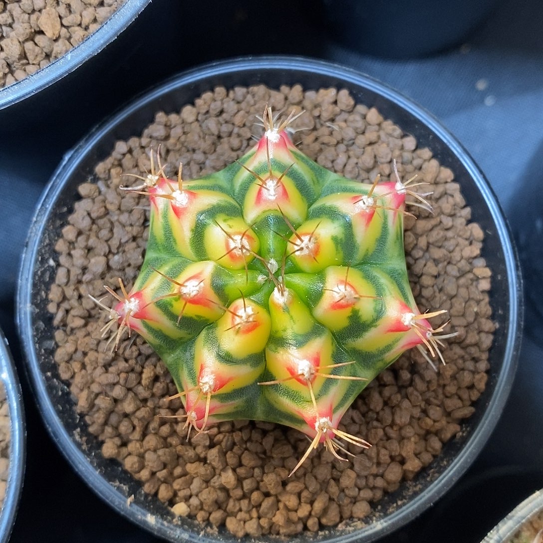 米哈仙人球花田侧芽002