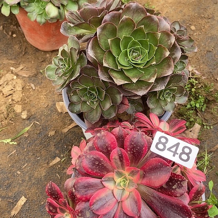 美杜莎美金玫瑰848多肉不包断