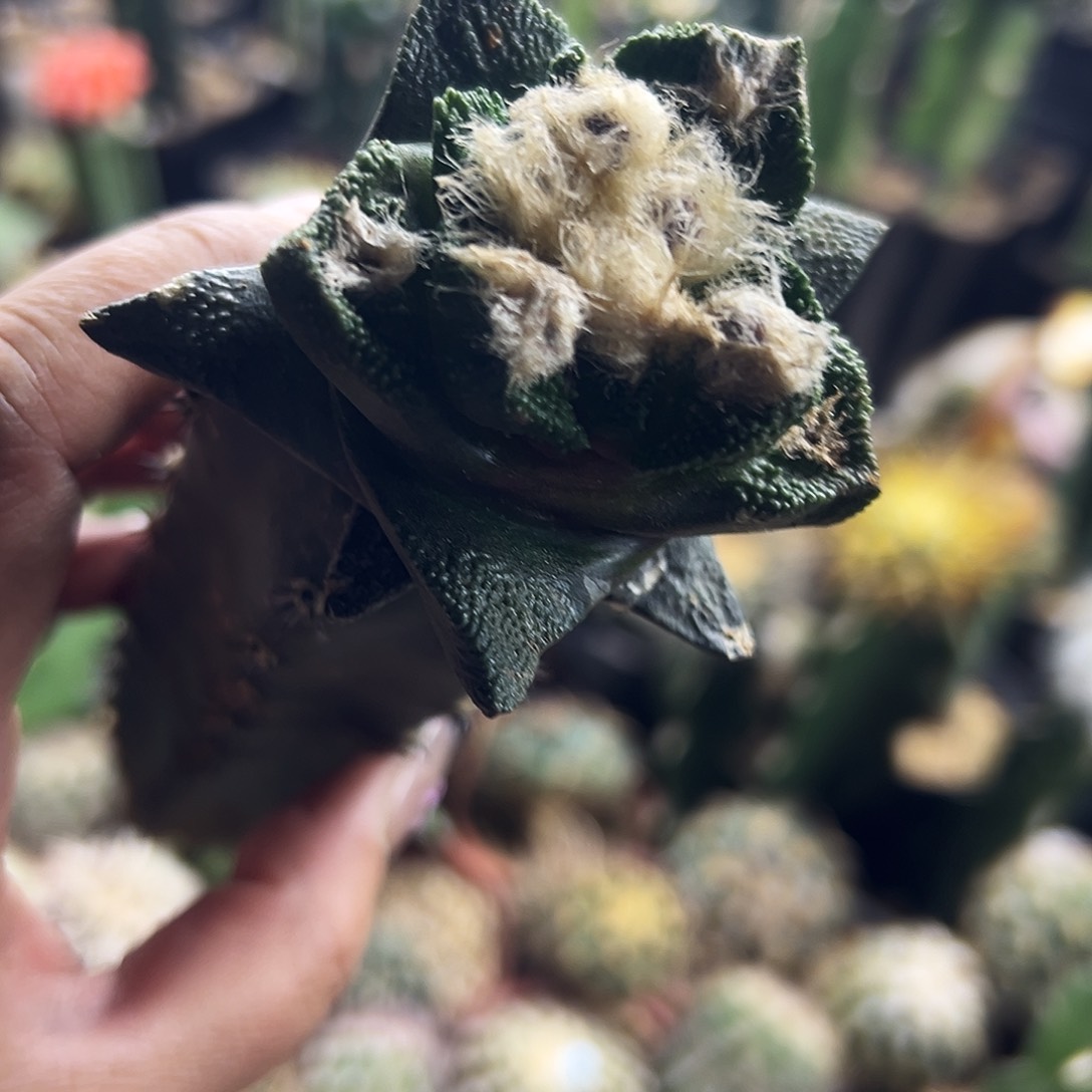 博士牡丹仙人球1111111111