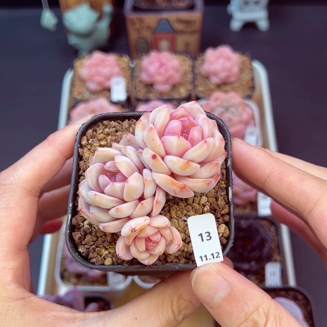 星影13、哈哈哈哈哈