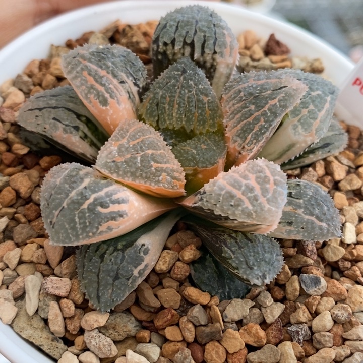 395号具味城锦多肉