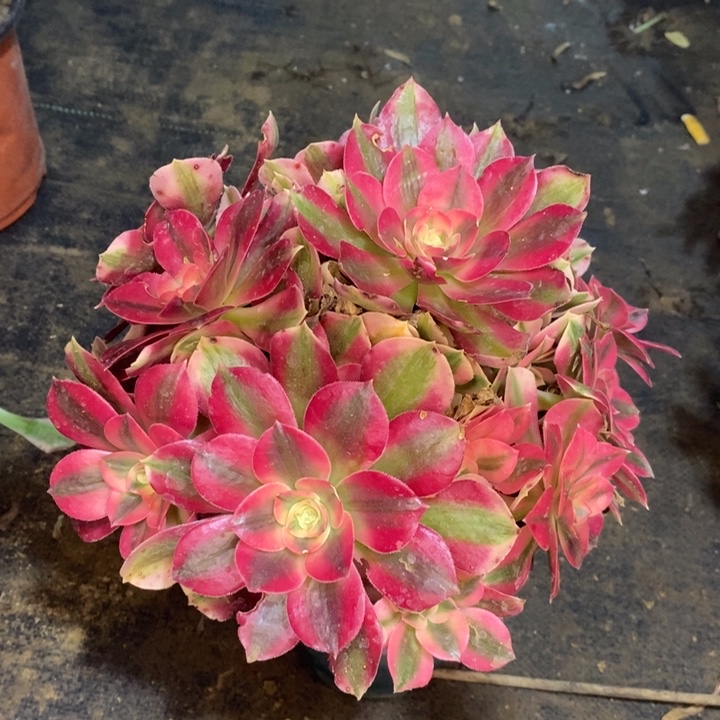 粉女巫多肉植物14。 