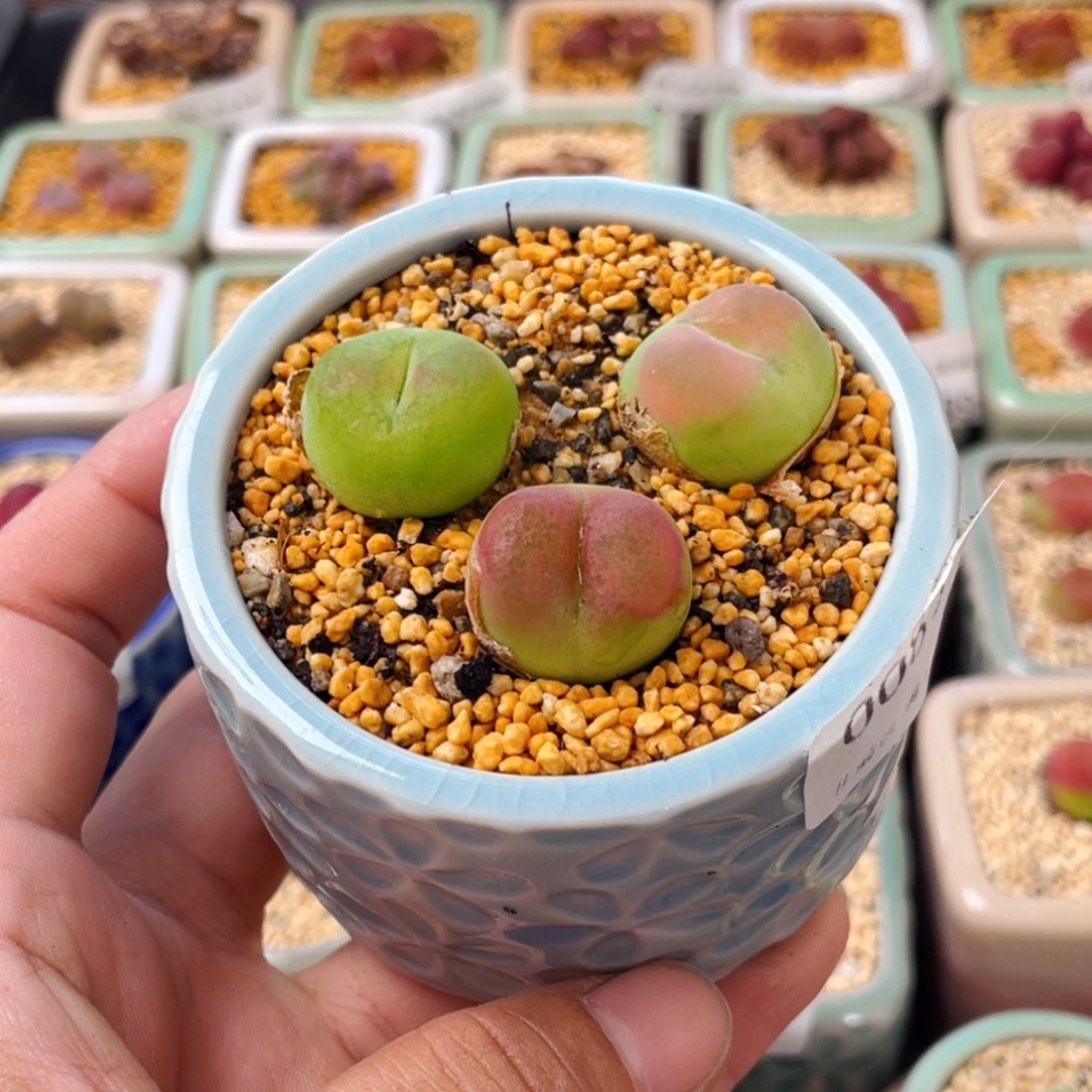 无花朵0085--一物一拍 带盆