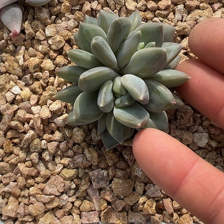 四头邀月11111111