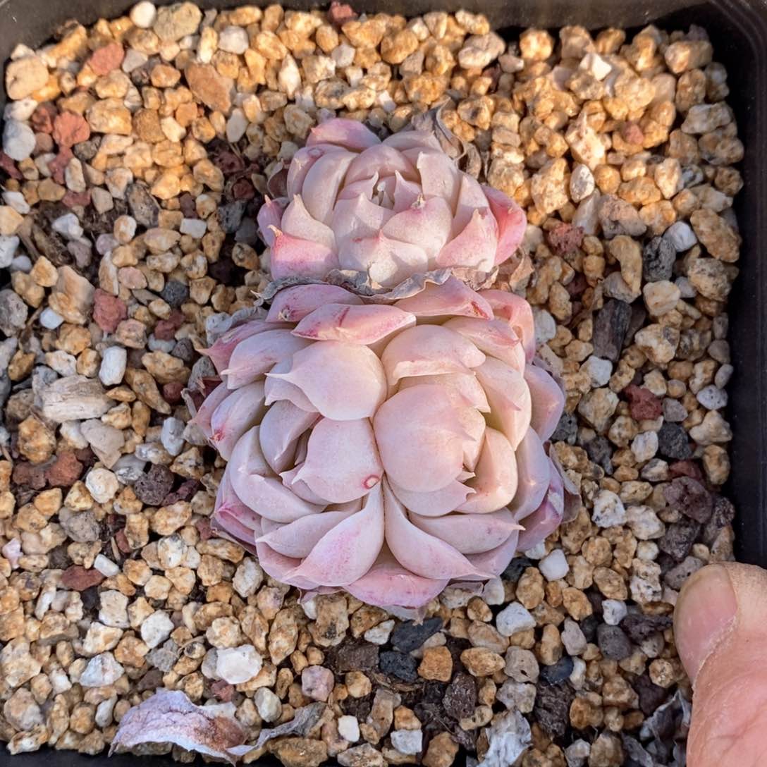 精品多肉一物一拍不包整61