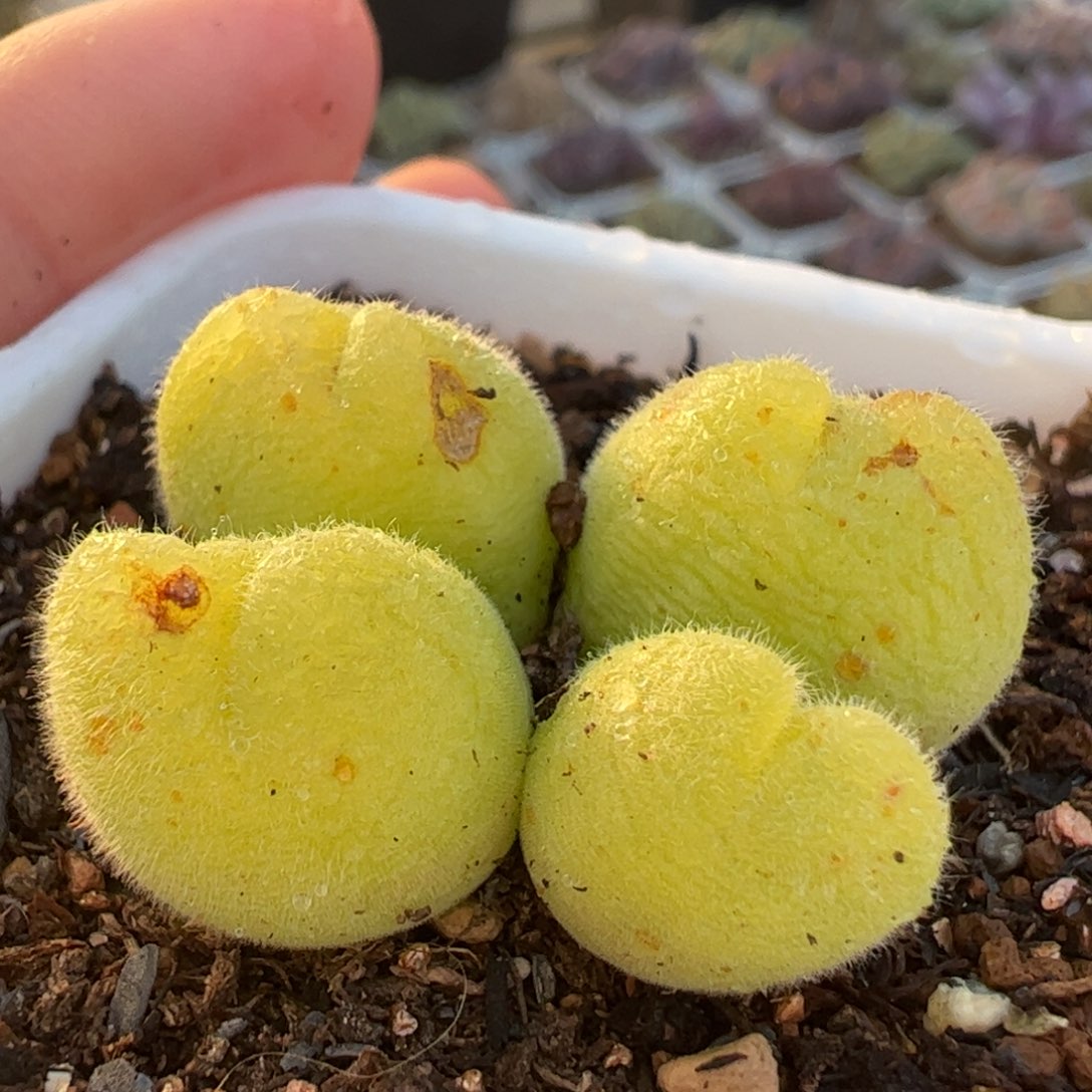 多肉植物百科341