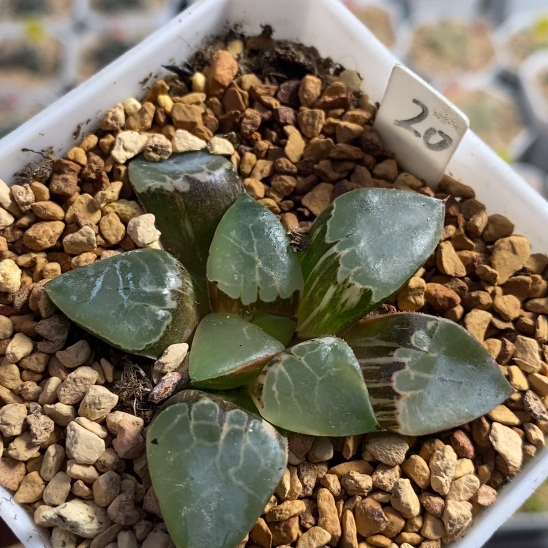 20火凤凰十二卷多肉植物