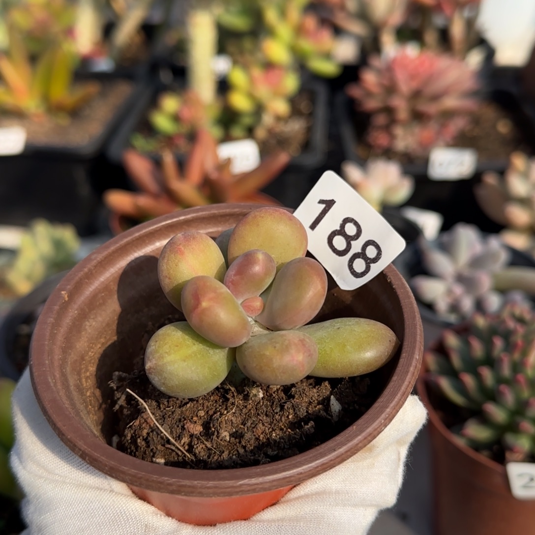 我***山188号一物一拍一物一拍