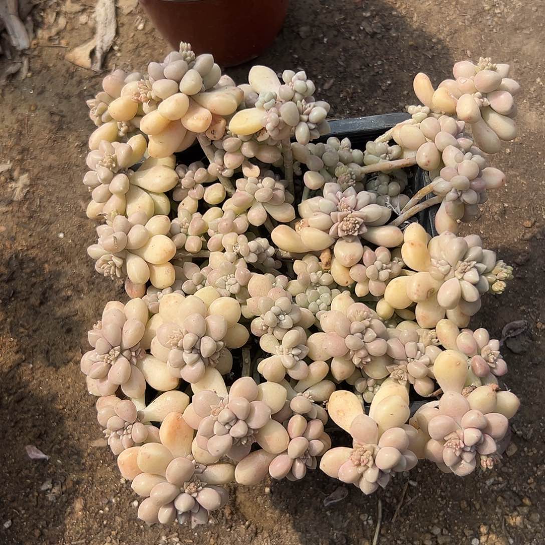 多肉植物多肉植物