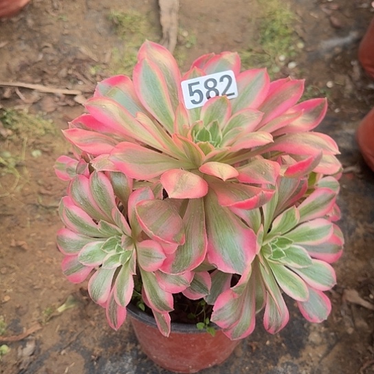 无花朵女妖582号不bao断枝