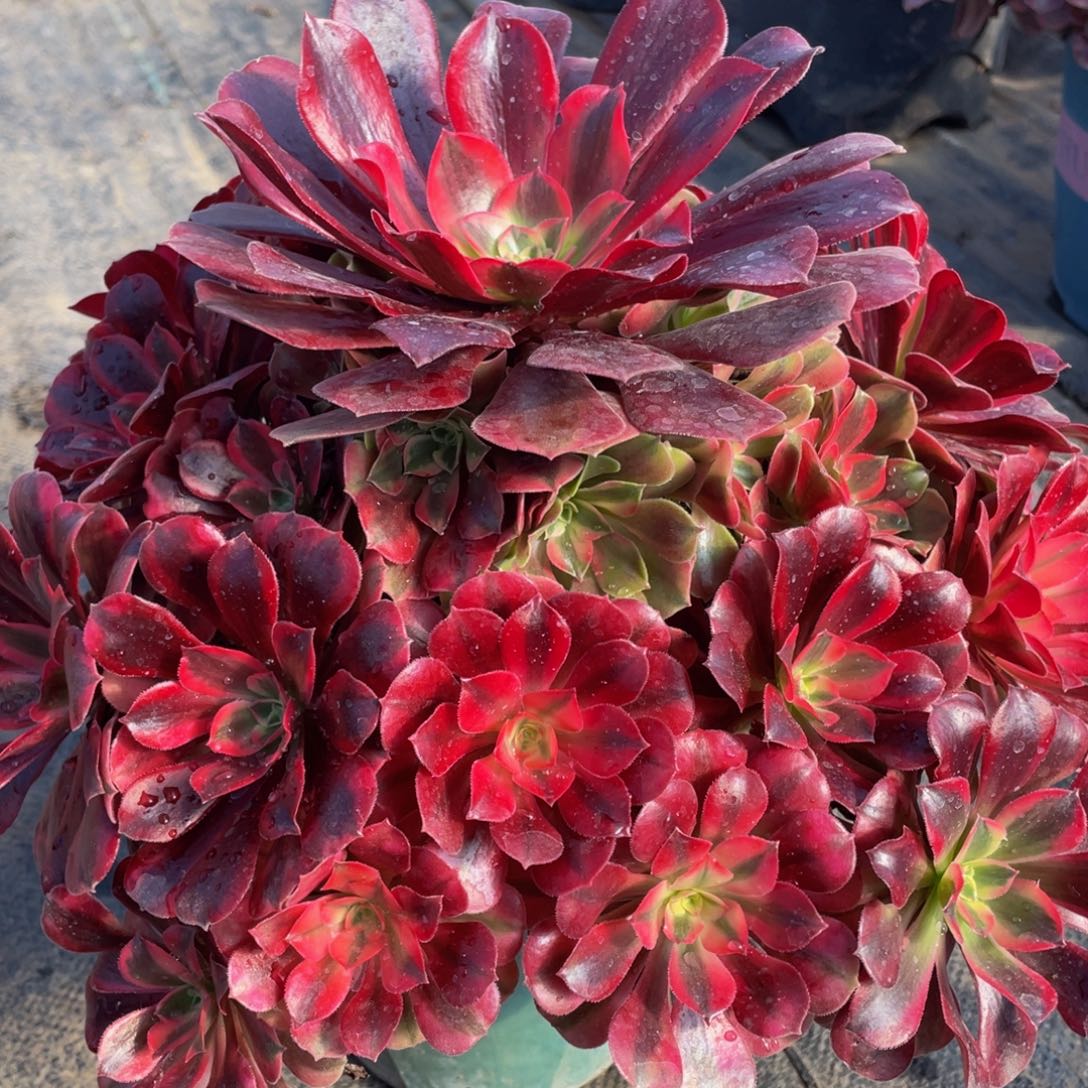 117大美杜莎精品法师老桩