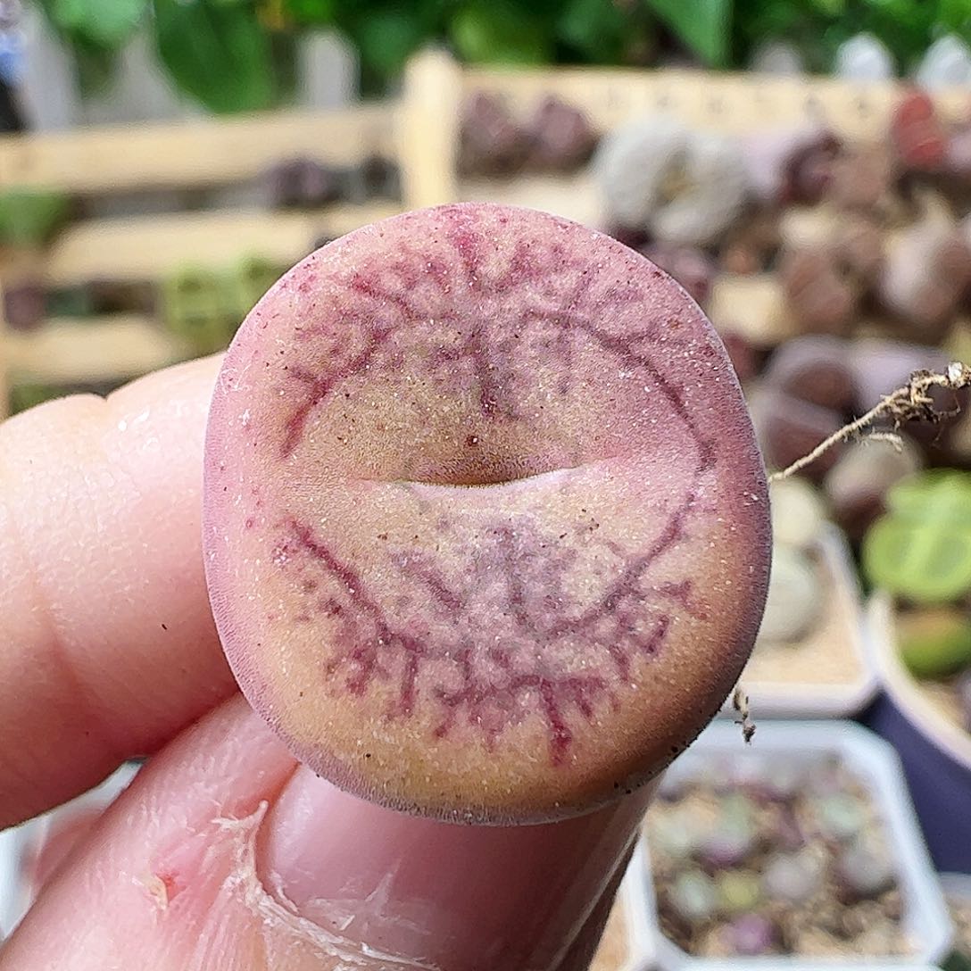 无花朵毛杂一颗包邮…………1.6厘米