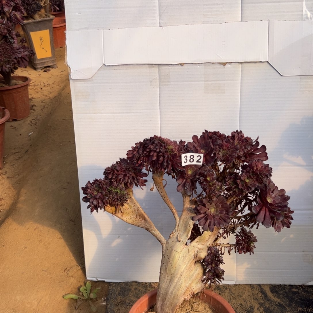 伤多铜壶382宽高36