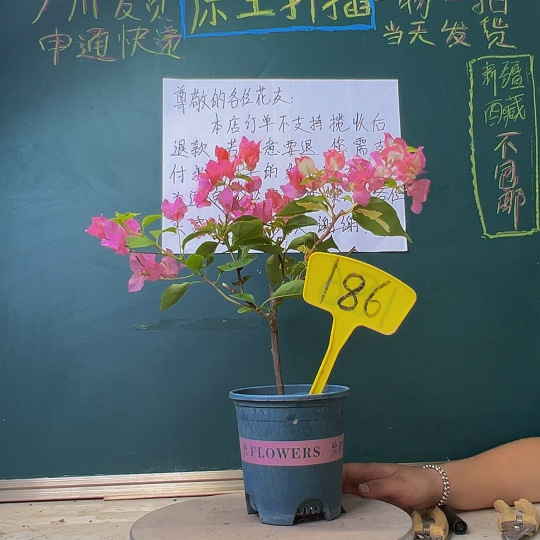 当前无花栽培后可以开花橙白橙粉 186