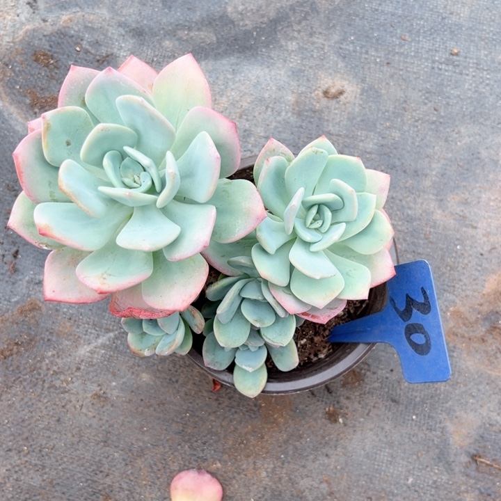 柠****天晨语多肉一物一拍30