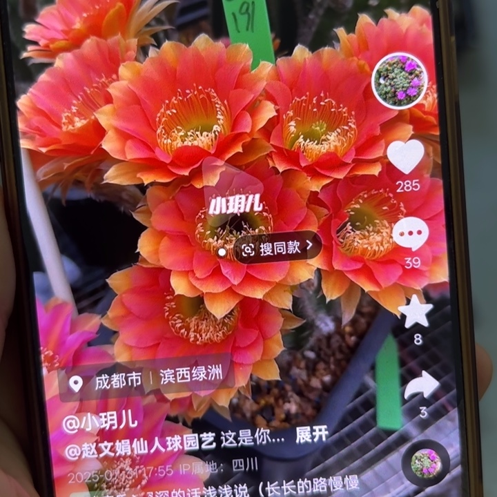 仙人球彩草歪cc191