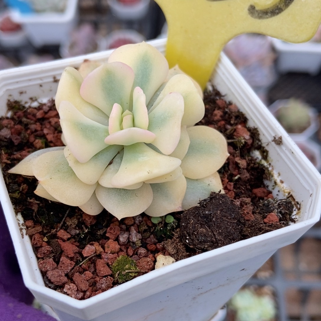 1855雪精灵锦多肉