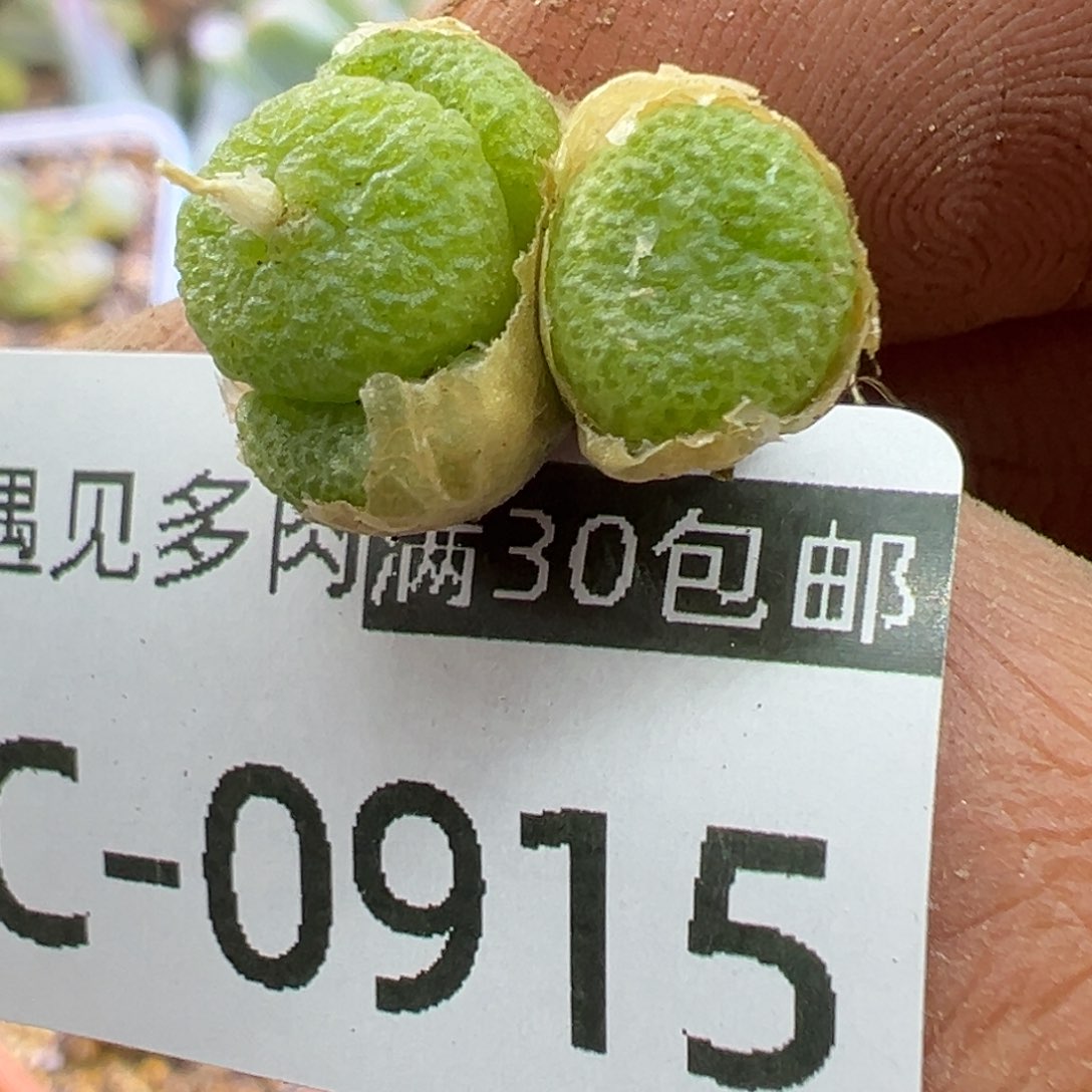 多肉植物111111111111111